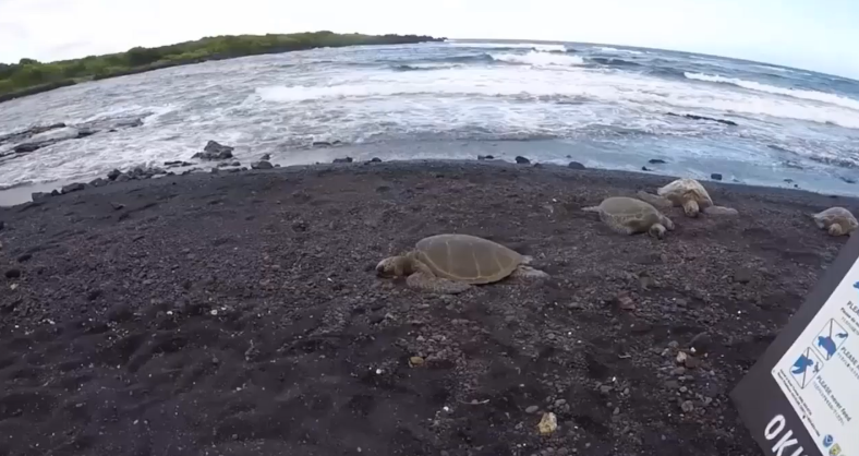 Black Sand Beach Hawaii